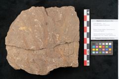 Foto (Objekt + Etikett) von Rhacopteris elegans Ettingshausen (NHMW-GEO-2024-0188-10821)